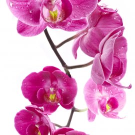 ЦВЕТЫ 34 (орхидеи)